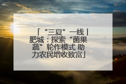 “三夏”一线丨肥城：探索“菌果蔬”轮作模式 助力农民增收致富