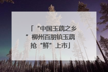 “中国玉藕之乡”柳州百朋镇玉藕抢“鲜”上市