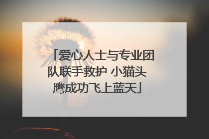 爱心人士与专业团队联手救护 小猫头鹰成功飞上蓝天