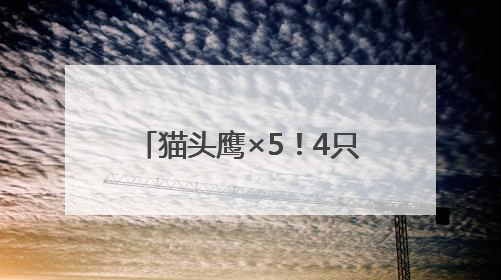 猫头鹰×5！4只在闲置房“安家”