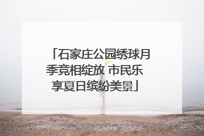 石家庄公园绣球月季竞相绽放 市民乐享夏日缤纷美景