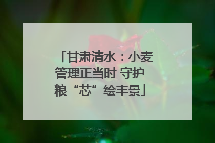 甘肃清水：小麦管理正当时 守护粮“芯”绘丰景