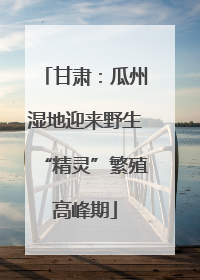 甘肃：瓜州湿地迎来野生“精灵”繁殖高峰期