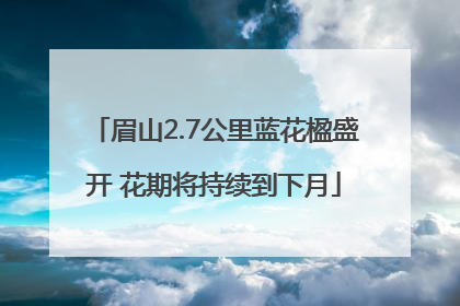 眉山2.7公里蓝花楹盛开 花期将持续到下月