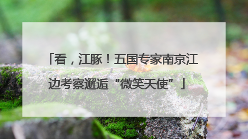 看，江豚！五国专家南京江边考察邂逅“微笑天使”