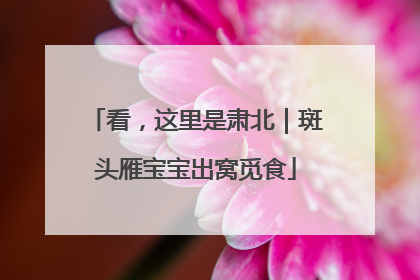 看，这里是肃北｜斑头雁宝宝出窝觅食