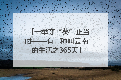 一举夺“葵”正当时——有一种叫云南的生活之365天