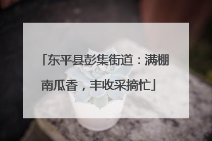 东平县彭集街道：满棚南瓜香，丰收采摘忙