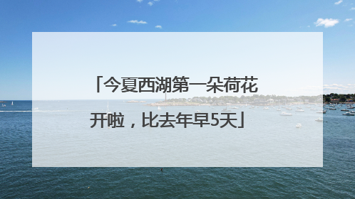 今夏西湖第一朵荷花开啦，比去年早5天
