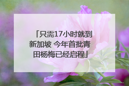 只需17小时就到新加坡 今年首批青田杨梅已经启程