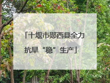 十堰市郧西县全力抗旱“稳”生产