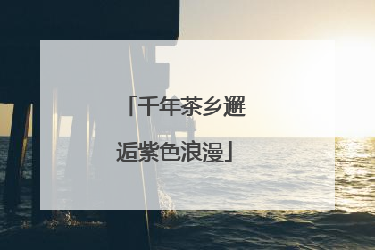千年茶乡邂逅紫色浪漫