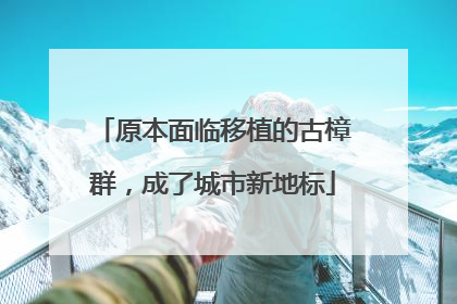 原本面临移植的古樟群，成了城市新地标