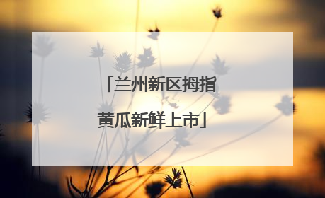 兰州新区拇指黄瓜新鲜上市