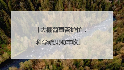 大棚葡萄管护忙，科学疏果助丰收