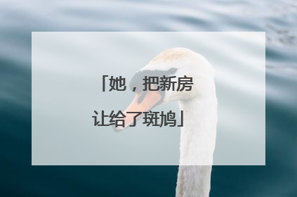她，把新房让给了斑鸠