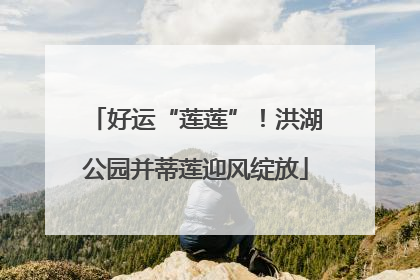 好运“莲莲”！洪湖公园并蒂莲迎风绽放