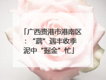 广西贵港市港南区：“藕”遇丰收季 泥中“掘金”忙