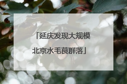 延庆发现大规模北京水毛茛群落
