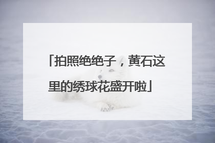拍照绝绝子，黄石这里的绣球花盛开啦