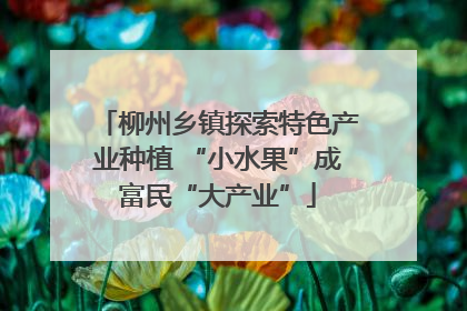 柳州乡镇探索特色产业种植 “小水果”成富民“大产业”