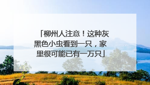 柳州人注意！这种灰黑色小虫看到一只，家里很可能已有一万只