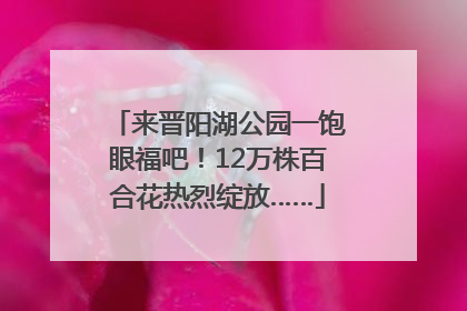 来晋阳湖公园一饱眼福吧！12万株百合花热烈绽放……