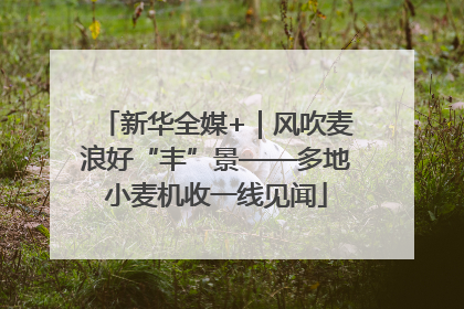新华全媒+｜风吹麦浪好“丰”景——多地小麦机收一线见闻