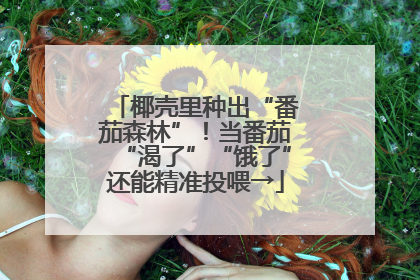 椰壳里种出“番茄森林”！当番茄“渴了”“饿了”还能精准投喂→