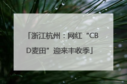浙江杭州：网红“CBD麦田”迎来丰收季