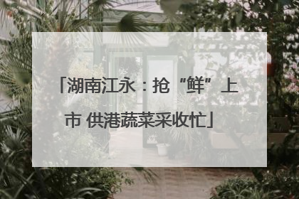 湖南江永：抢“鲜”上市 供港蔬菜采收忙