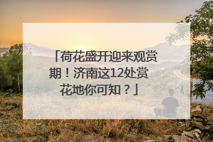 荷花盛开迎来观赏期！济南这12处赏花地你可知？