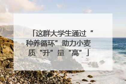 这群大学生通过“种养循环”助力小麦质“升”量“高”