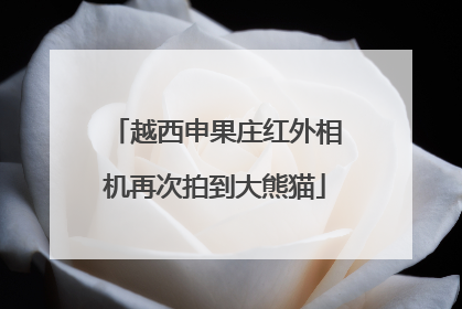 越西申果庄红外相机再次拍到大熊猫
