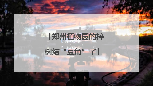 郑州植物园的梓树结“豆角”了