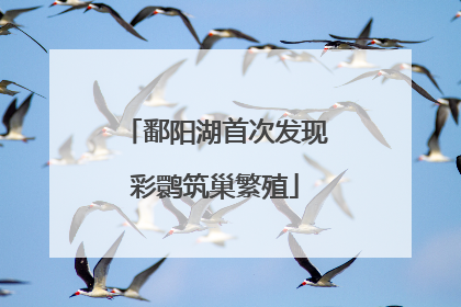 鄱阳湖首次发现彩鹮筑巢繁殖