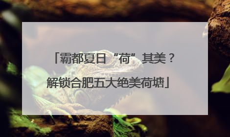 霸都夏日“荷”其美？解锁合肥五大绝美荷塘