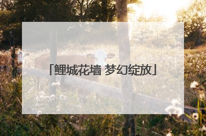 鲤城花墙 梦幻绽放