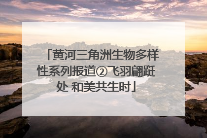 黄河三角洲生物多样性系列报道②飞羽翩跹处 和美共生时
